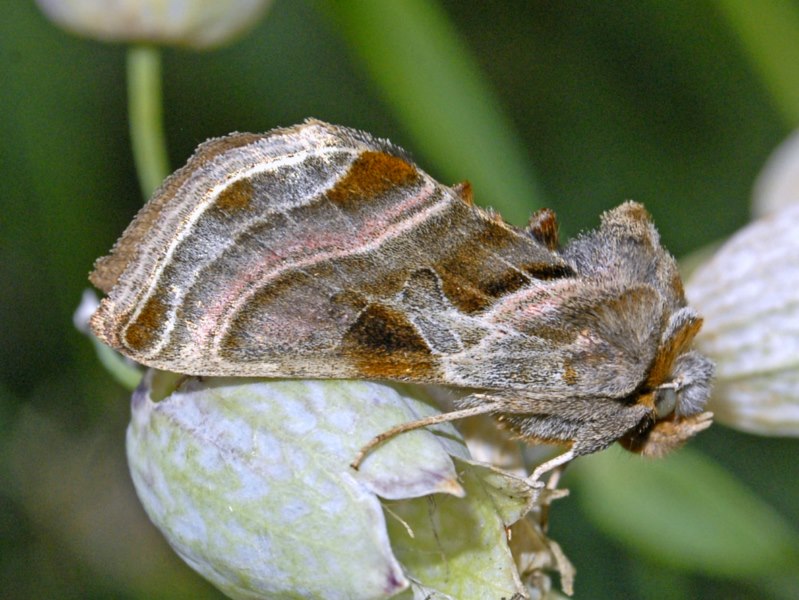 Un Nottuide da identificare - Euchalcia variabilis